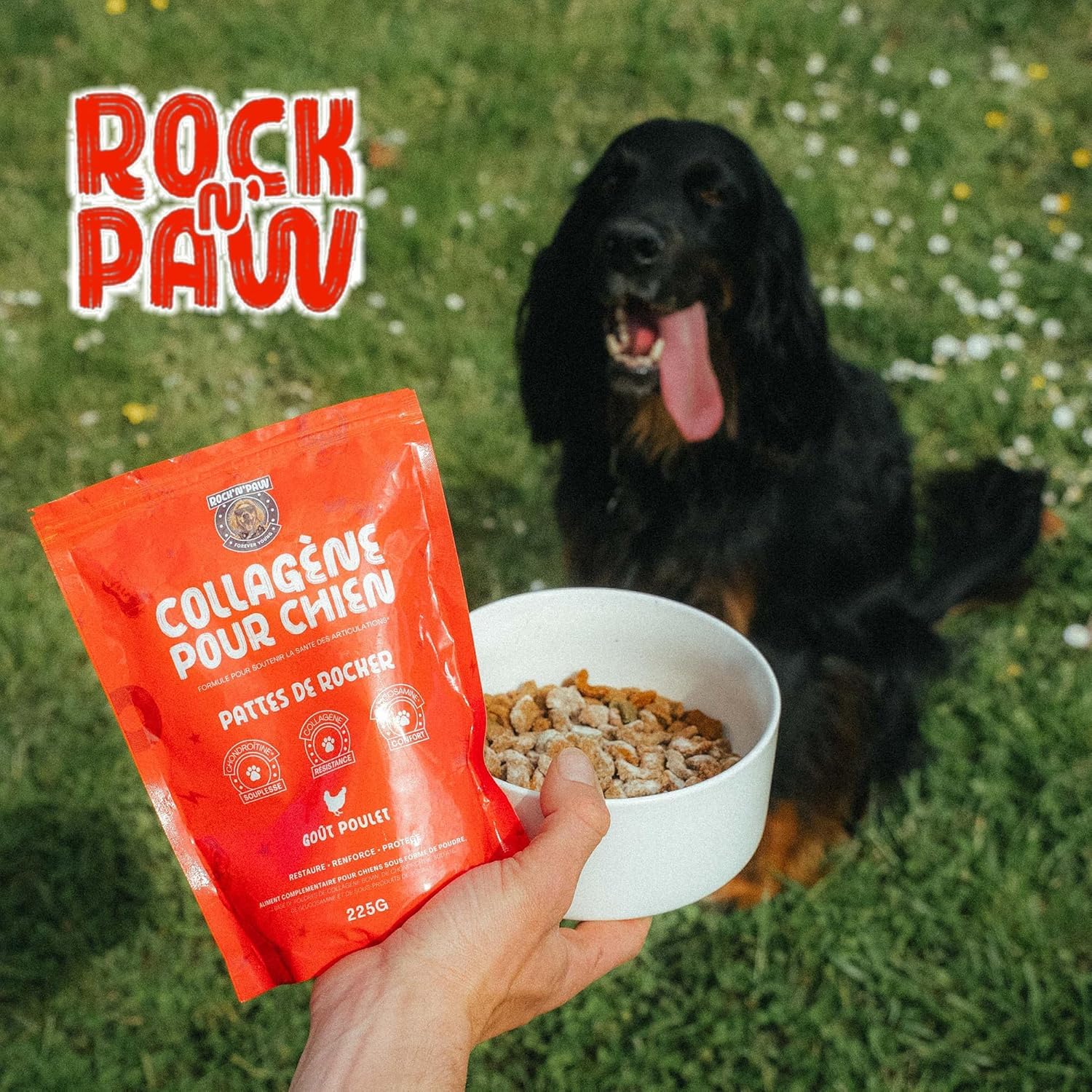 Rock & Paw | Collagène Chien 2300mg Haute Concentration | Articulations & Arthrose Chien | Glucosamine, Chondroïtine | Idéal Grands Chiens | Poudre Poulet | Fabriqué en France | 225g