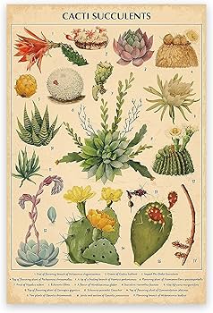 Amazon.co.jp: ZZPT ヴィンテージ サボテン 多肉植物 ポスター