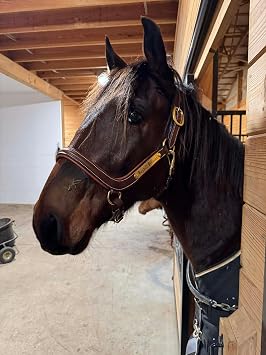 Leaders Padded Curved Leather Halter with Customized Engraved Name Plate Ergonomic Leather Halter for Horses