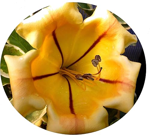 Copas de vid de cáliz abigarradas de oro, floración rara tropical, planta viva tropical con aroma de coco, flor amarilla, tamaño inicial, maceta de