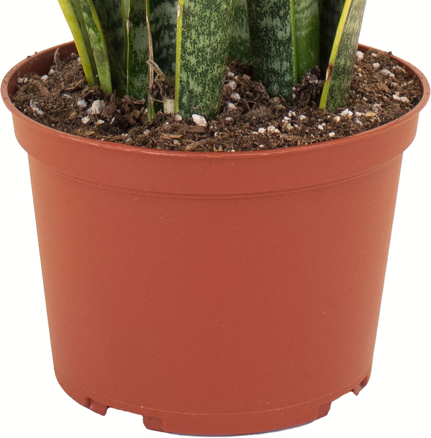 Shop Succulents | Standing Collection | Hand Selected, Air Purifying Live Sansevieria Laurentii Snake Indoor House Plant in 6" Grow Pot