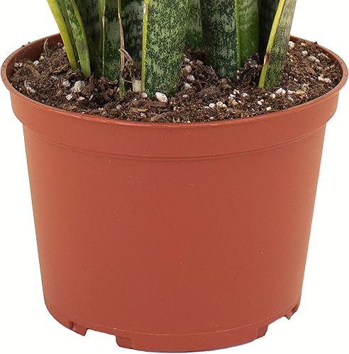 Miniatura 3 de Shop Succulents  Colección de pie  Planta de interior de serpiente Sansevieria Laurentii de interior seleccionada a mano, purificadora de aire, en