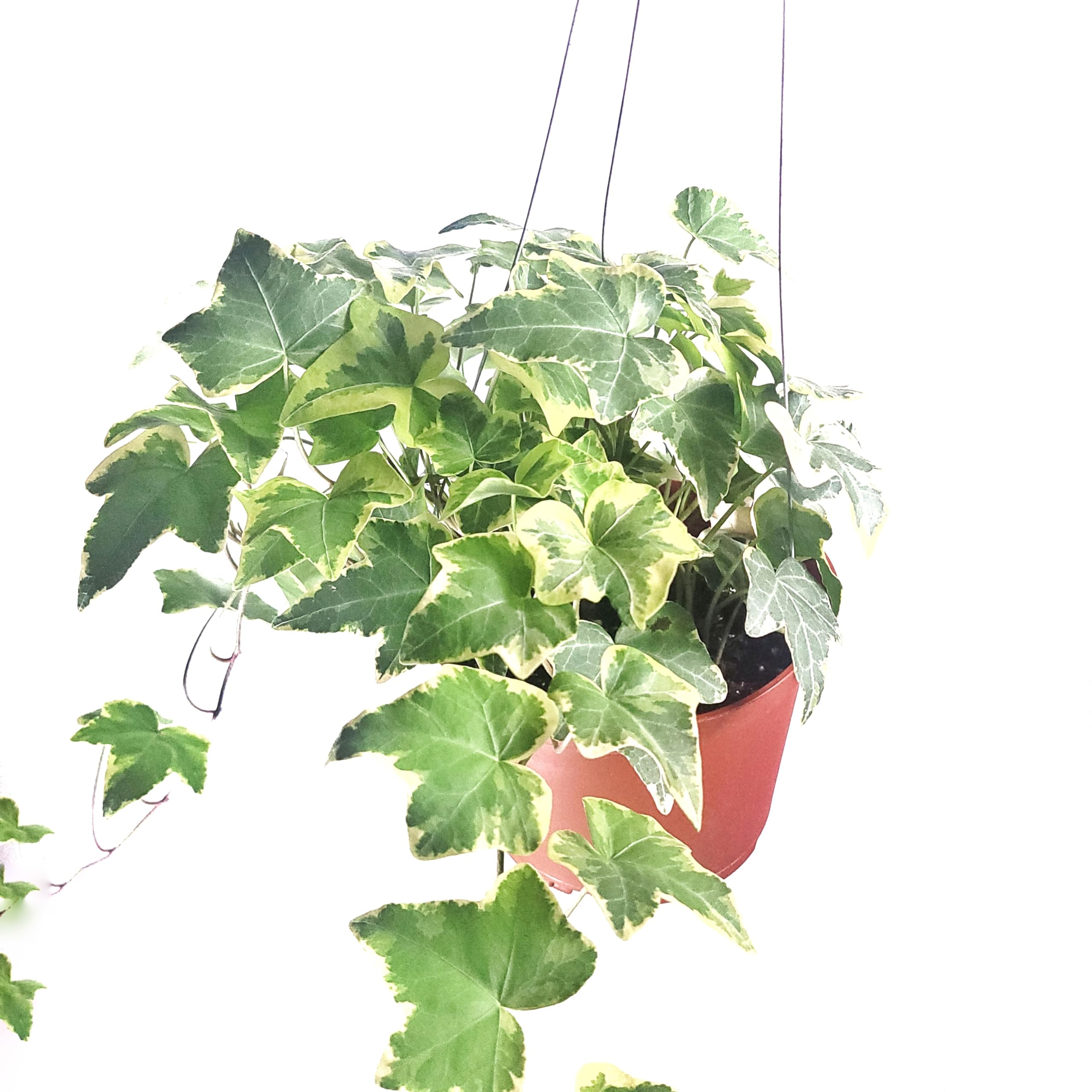 Amazon.com : Live Glacier English Ivy Available in 4