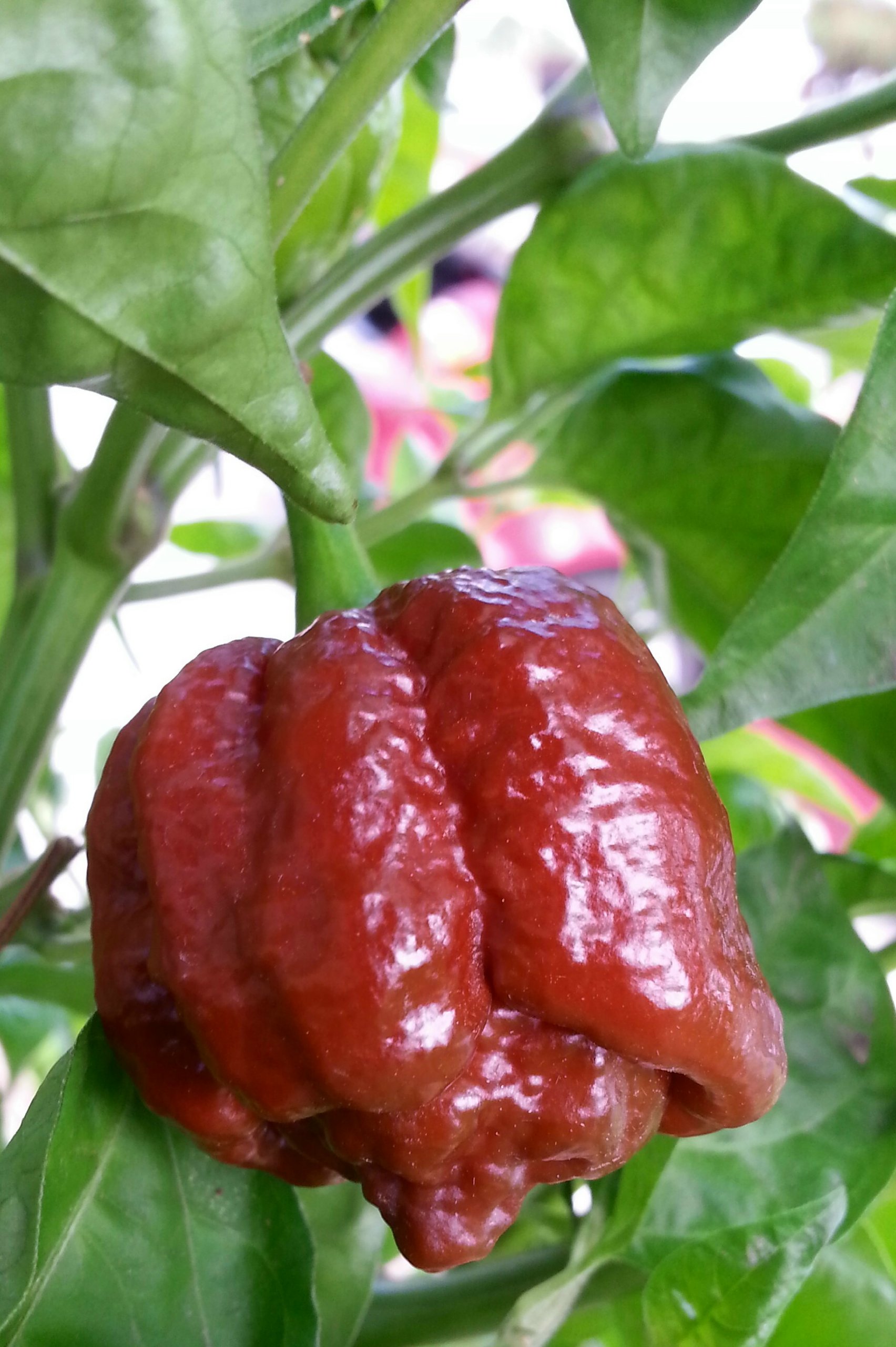 Chocolate Moruga Scorpion 10+ Seeds