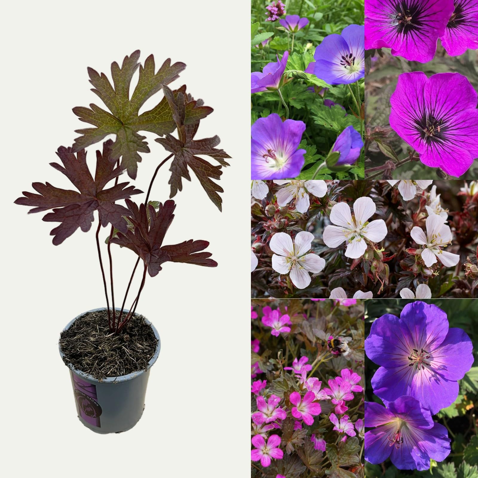 Hardy Geranium Perennial Plant Mix - 9cm Pots - Attracts Pollinators - Summer and Autumn Flowering (4 Plants)
