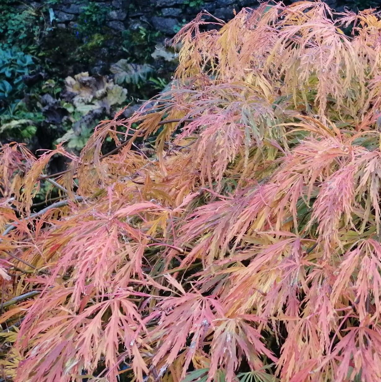 Plant World Seeds - Acer Palmatum Dissectum Pendula Nana Seeds (Hardy Tree Seeds)