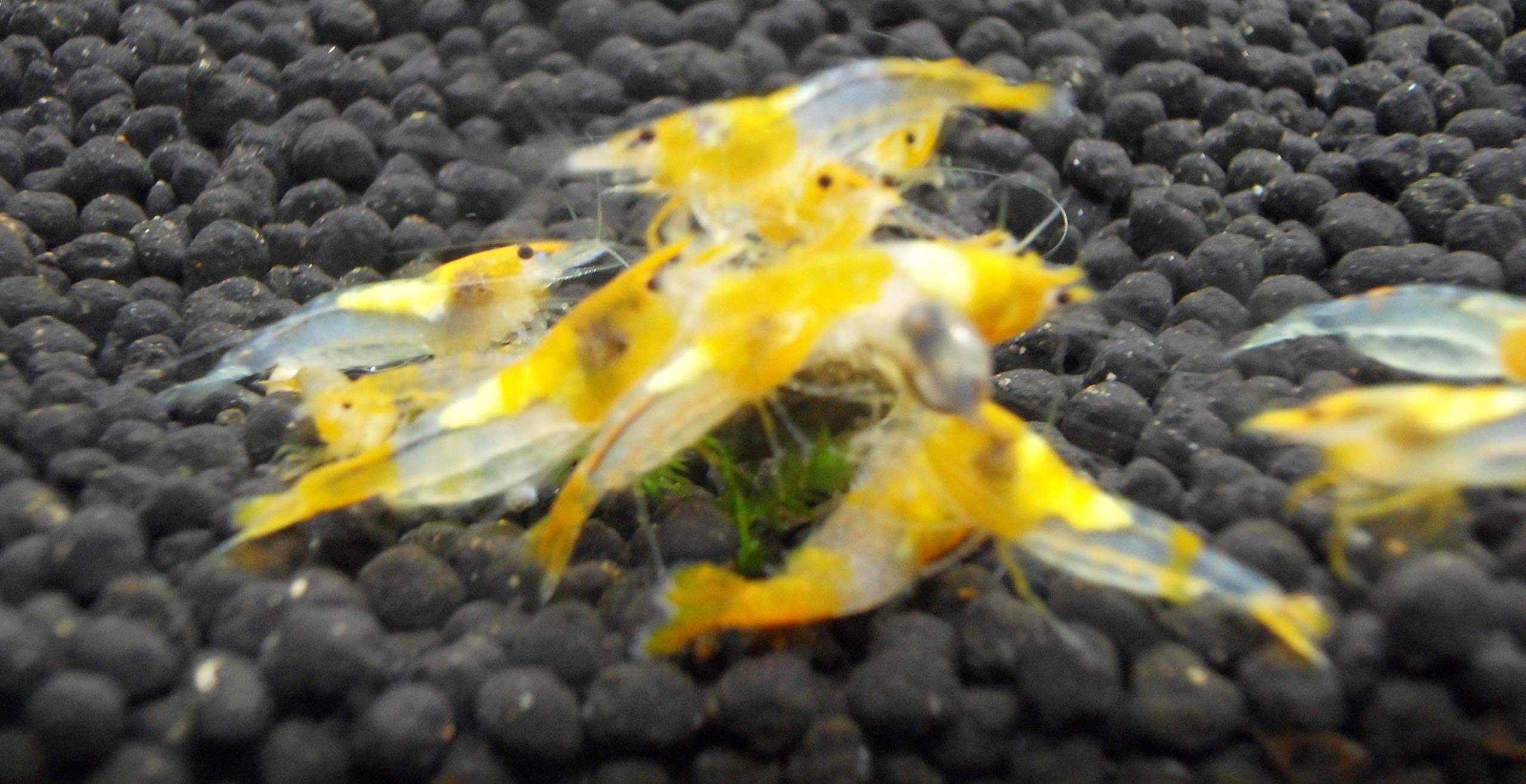 Garnelen Mix Bunte Mischung 10 Stück Shrimpfarm-Frankfurt