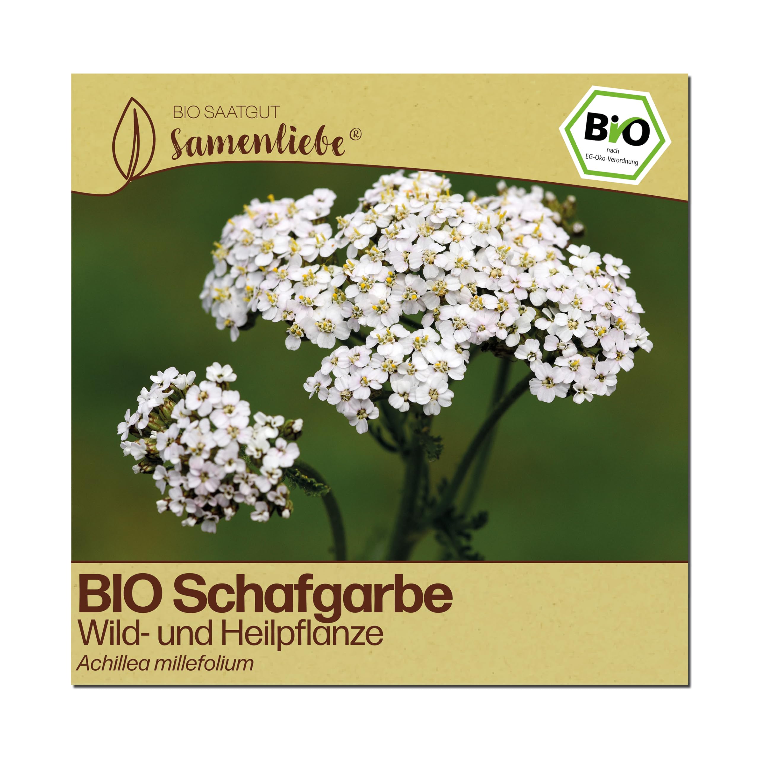 Samenliebe BIO Schafgarbe Samen | Heilpflanze & Wildblume - winterhart & mehrjährig - samenfestes BIO Saatgut