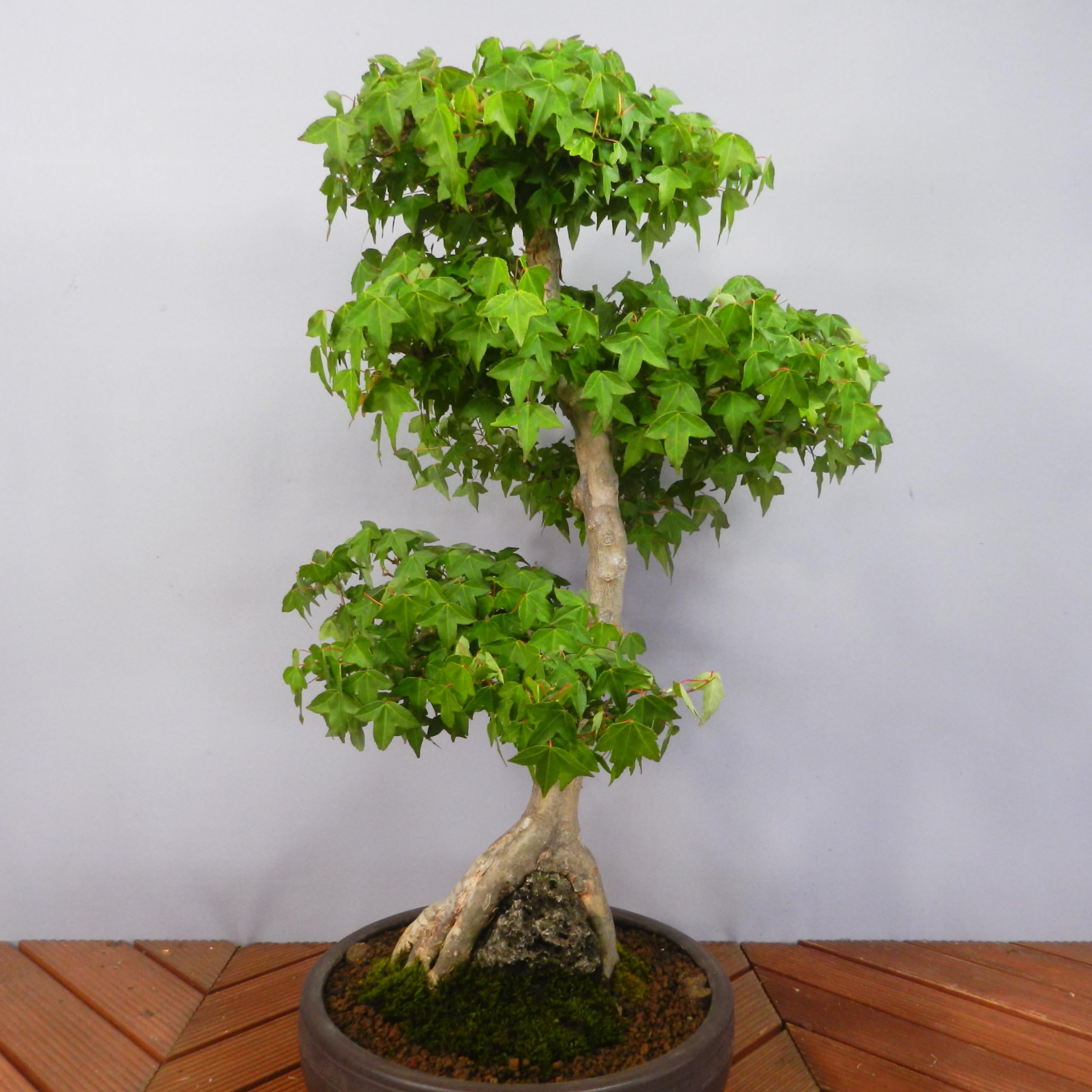 Amazon.co.jp: 【一起園芸】楓・カエデ・石付盆栽◇形良好な一品 Amazon.co.jp: 【一起園芸】楓・カエデ・石付盆栽◇形良好な一品