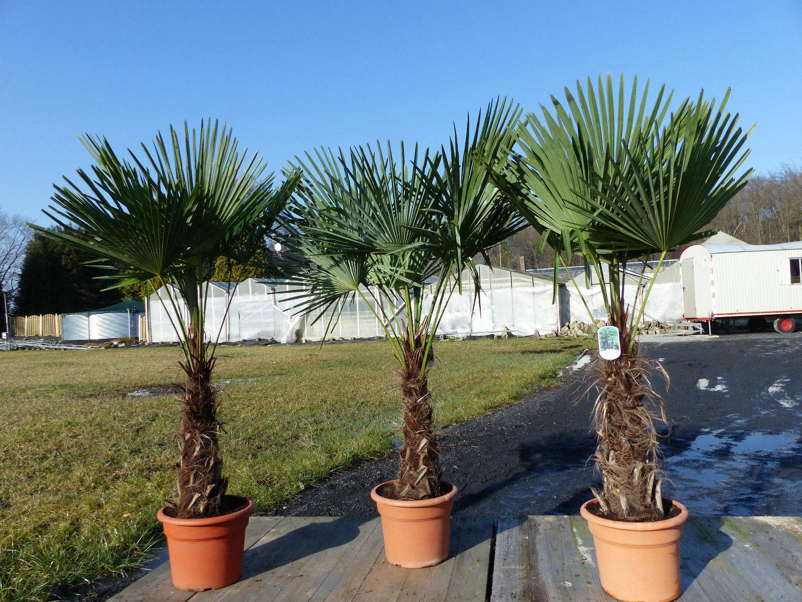 XXL Palme winterhart 140-160 cm Trachycarpus fortunei, Hanfpalme, Top-Qualität