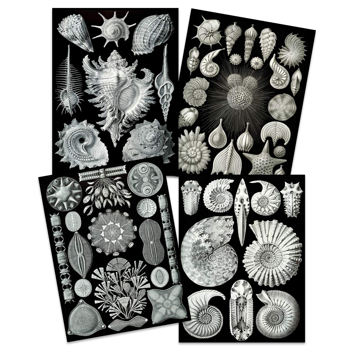 Artery8 Ernst Haeckel Kunstformen Der Natur Plates Nature Vintage Biology Art Print Poster Home Decor Premium Pack of 4