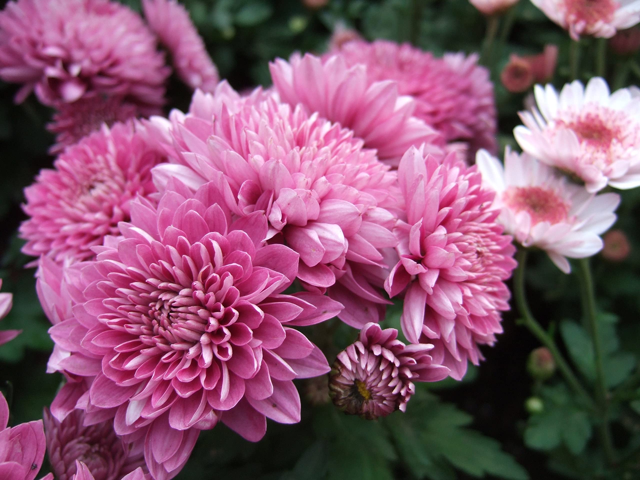 Flora Seeds Chrysanthemum Premium Flower Seeds (Pack of 50 Seeds) | Guldaudi Fragrant Flowering Plants for Home and Kitchen Gardening | F1 Hybrid Flower Seeds For Planting (B0C1GB2YXM) Amazon Price History, Amazon Price Tracker