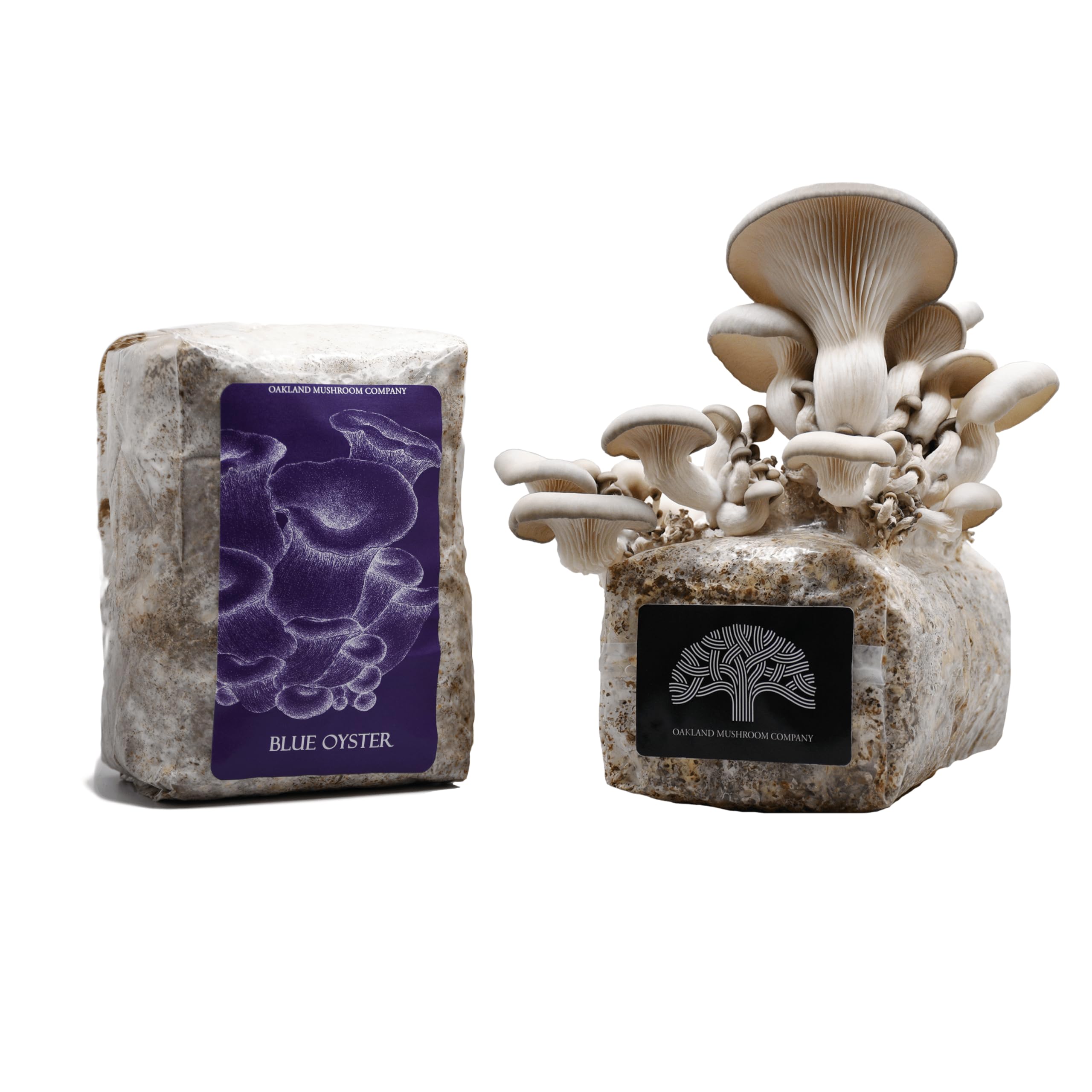 Blue Oyster Mushroom Grow Kit by Oakland Mushroom Co. | Handmade with Organic Ingredients | Ready to Grow | Harvest in 7-10 Days