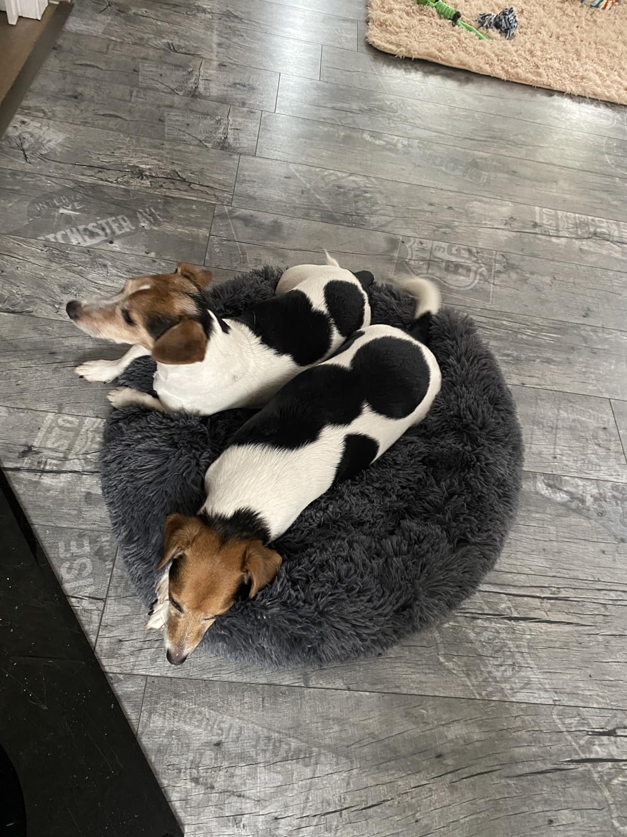 Plüsch-Donut Hundebett & Katzenbett | Weich, Rutschfest & Maschinenwaschbar | In 6 Größen Für Mittlere Bis Große Haustiere