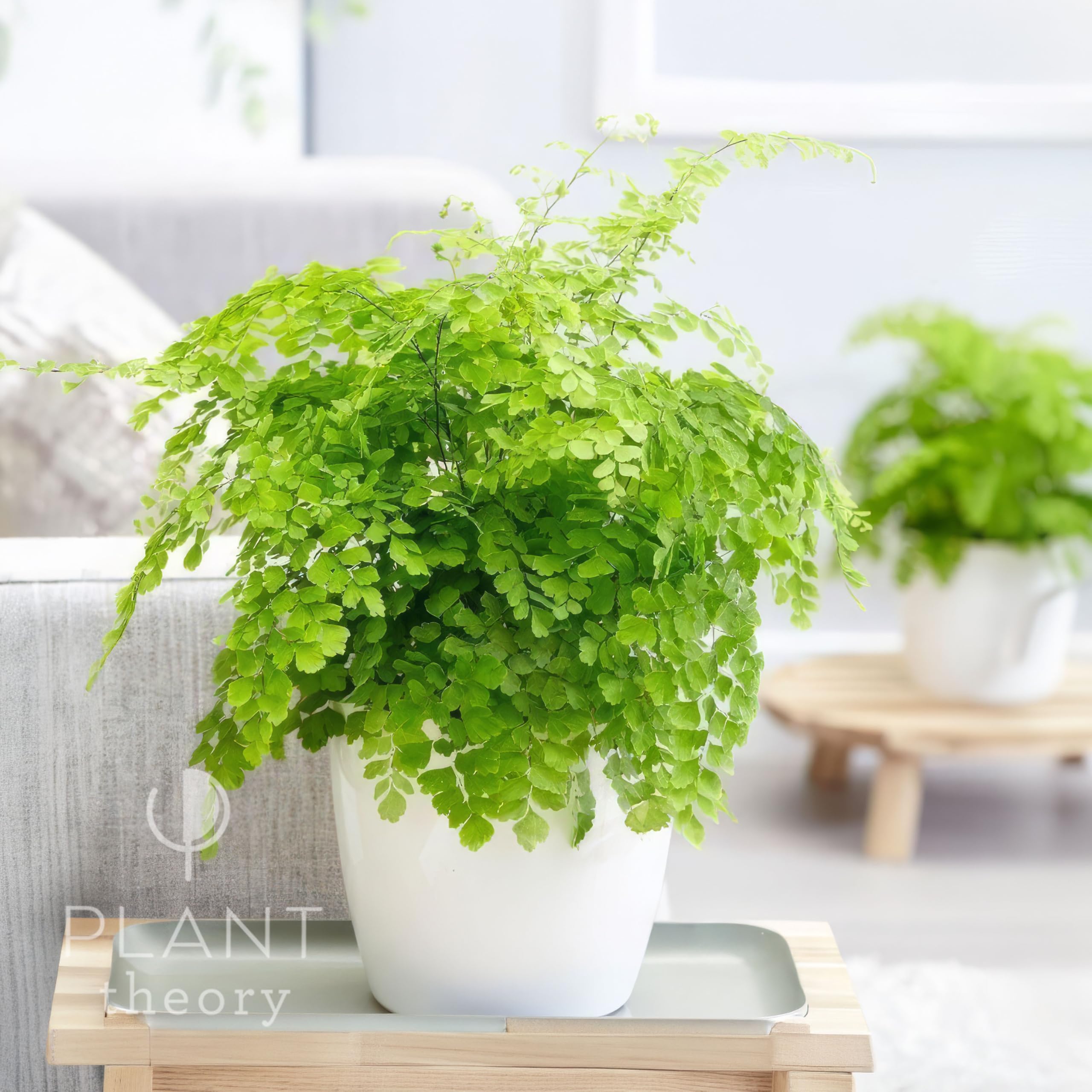 Plant Theory 30cm Maidenhair Fern Adiantum Raddianum Fragrantissimum Fragrans Indoor Plant in Green 13cm Pot