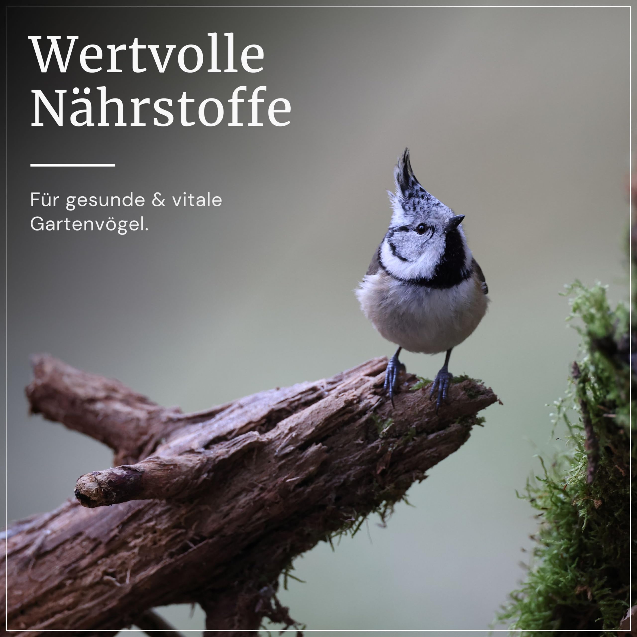 ERDTMANNS - 60 Meisenknödel Plus Frucht ohne Netz für Wildvögel I Premium Sortiment I Hoher Fruchtanteil I Wertvolle Zutaten I Umweltfreundlich I Große Menge