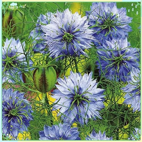 Semillas de plantas Más de 200 semillas de Nigella (amor en una niebla) Semillas de amor en una niebla - Miss Jekyll