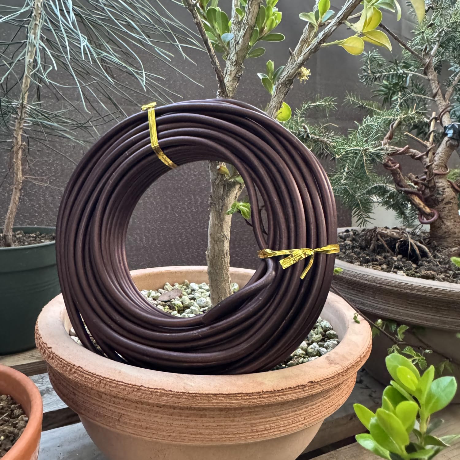 ULISSE® BonsaiPro Aluminium Optima - Filo per Bonsai Brunito - Modellabile e Resistente - Vari Diametri - 500g - per Modellare e Correggere la Forma dei Rami - Attrezzi Bonsai Professionali (5,5 mm)