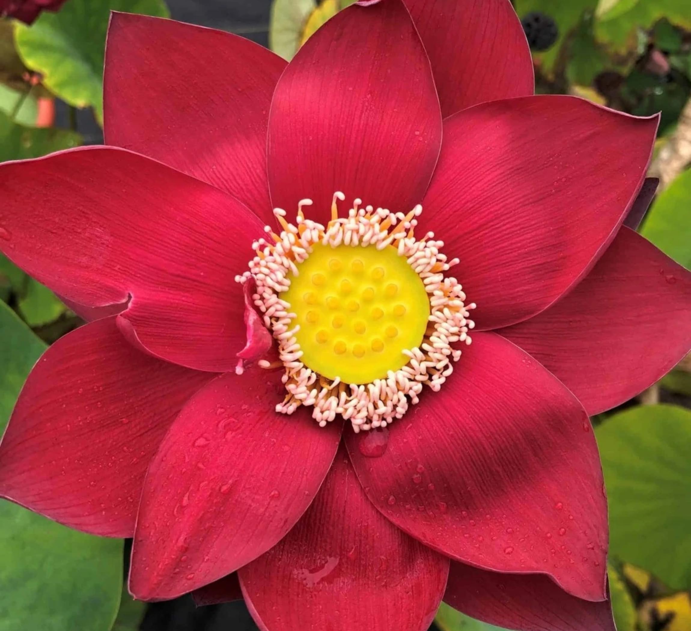 Red Lotus Plant - Blooms in 30 Days! -31