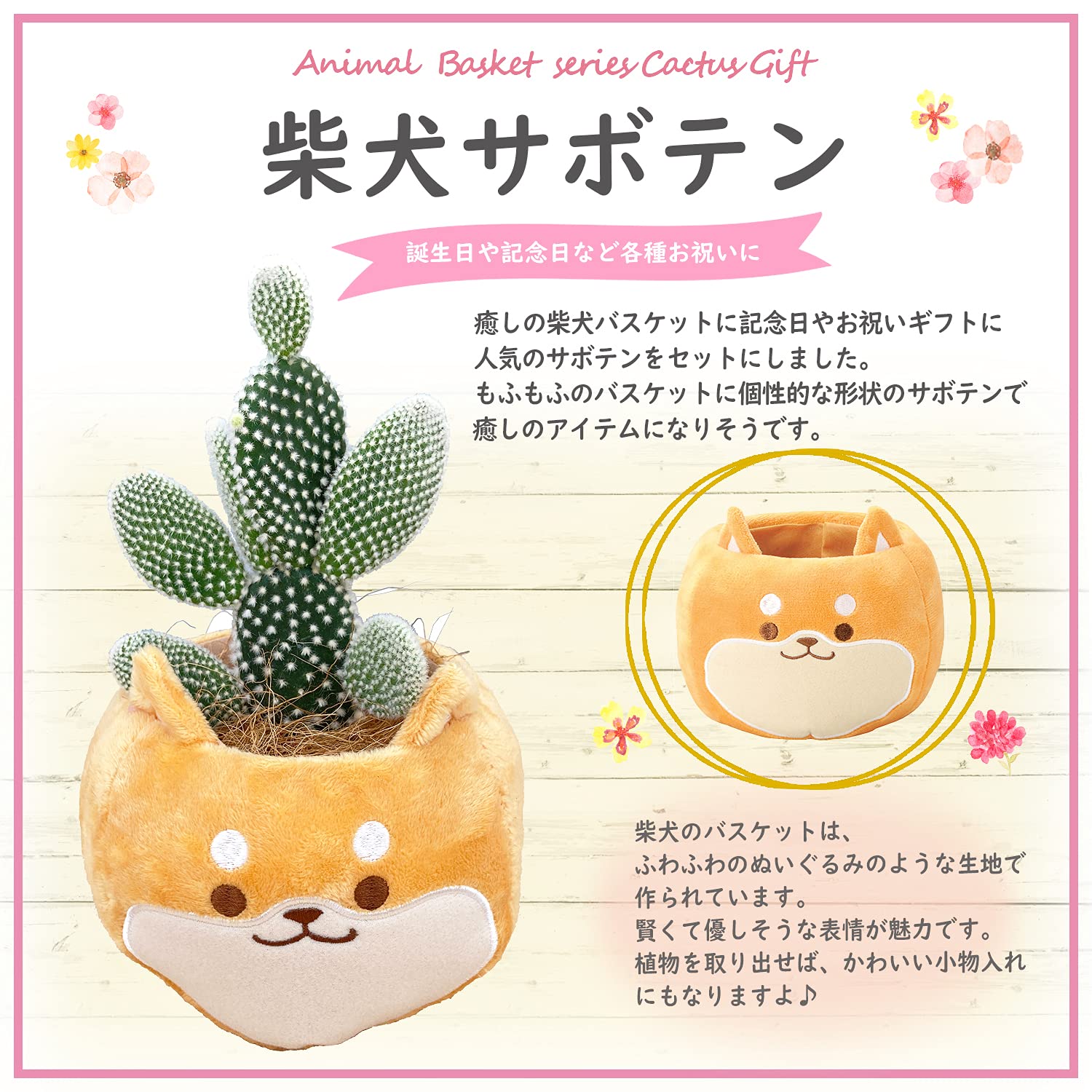 Amazon｜花のギフト社 さぼてん ウチワサボテン 柴犬バスケット