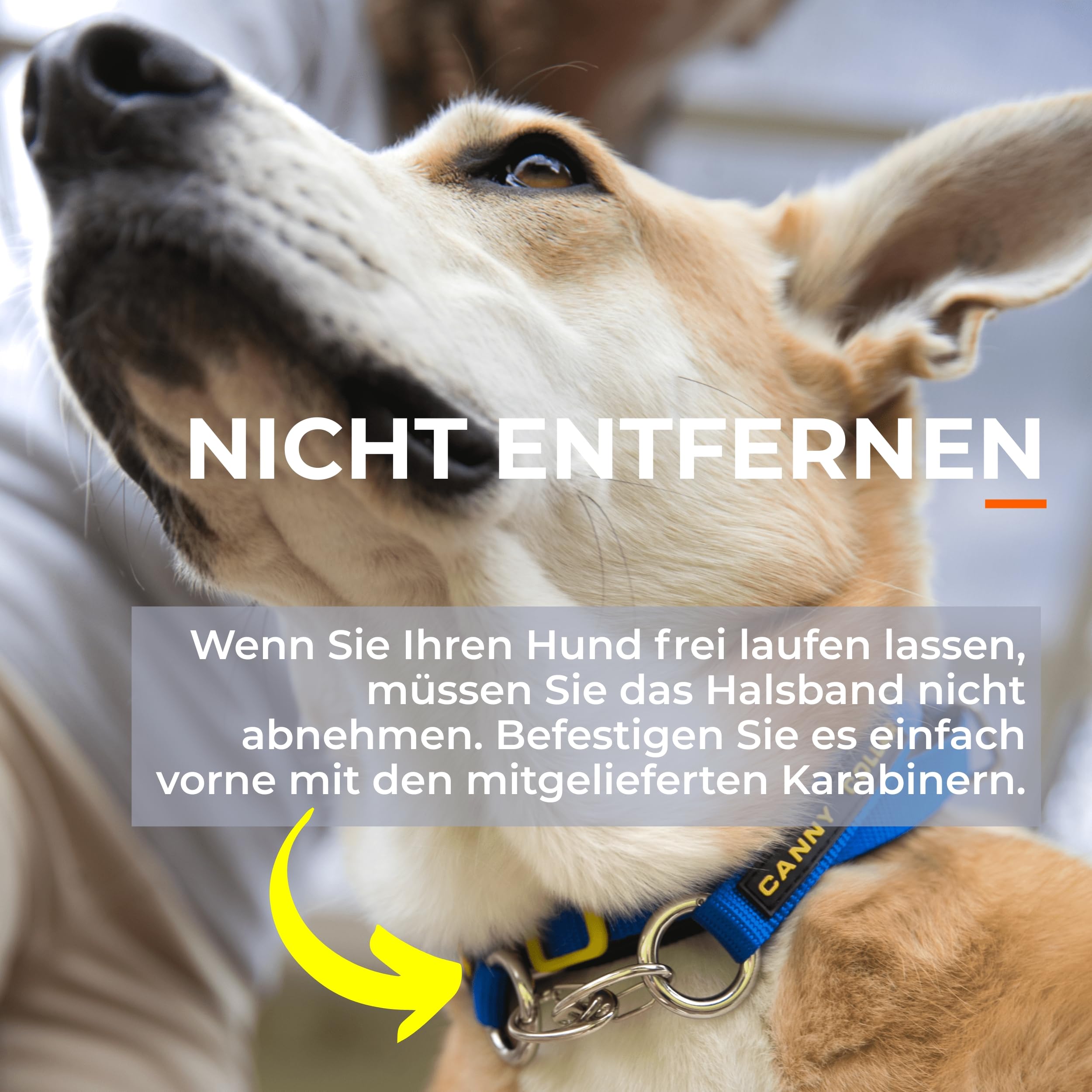 Canny Collar Hundehalsband | Für bessere Leinenführigkeit, lockeres Laufen an der Leine, mehr Kontrolle & entspannte Spaziergänge ohne harte Korrektur.
