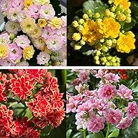 1000+ Non-GMO Heirloom Kalanchoe Flower Seeds | Perennial Succulent Plants, Vibrant Blooms for Garden & Houseplants