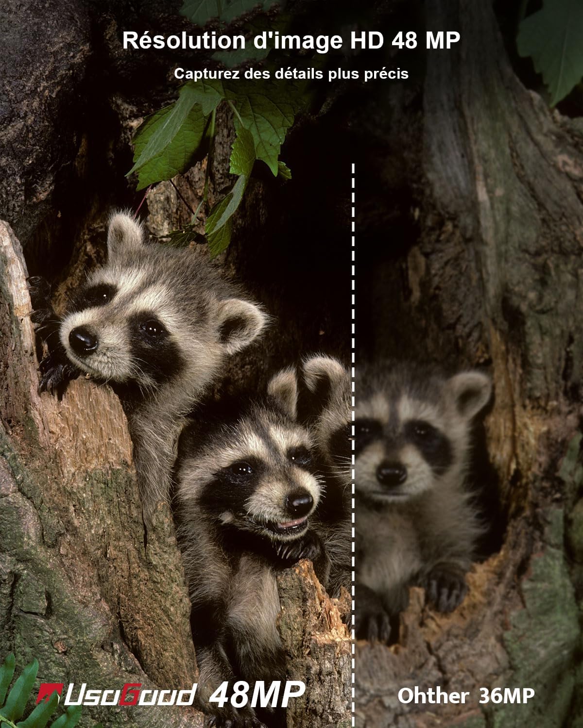 Image showing two bears in a river, illustrating the 4K 30fps video quality of the camera