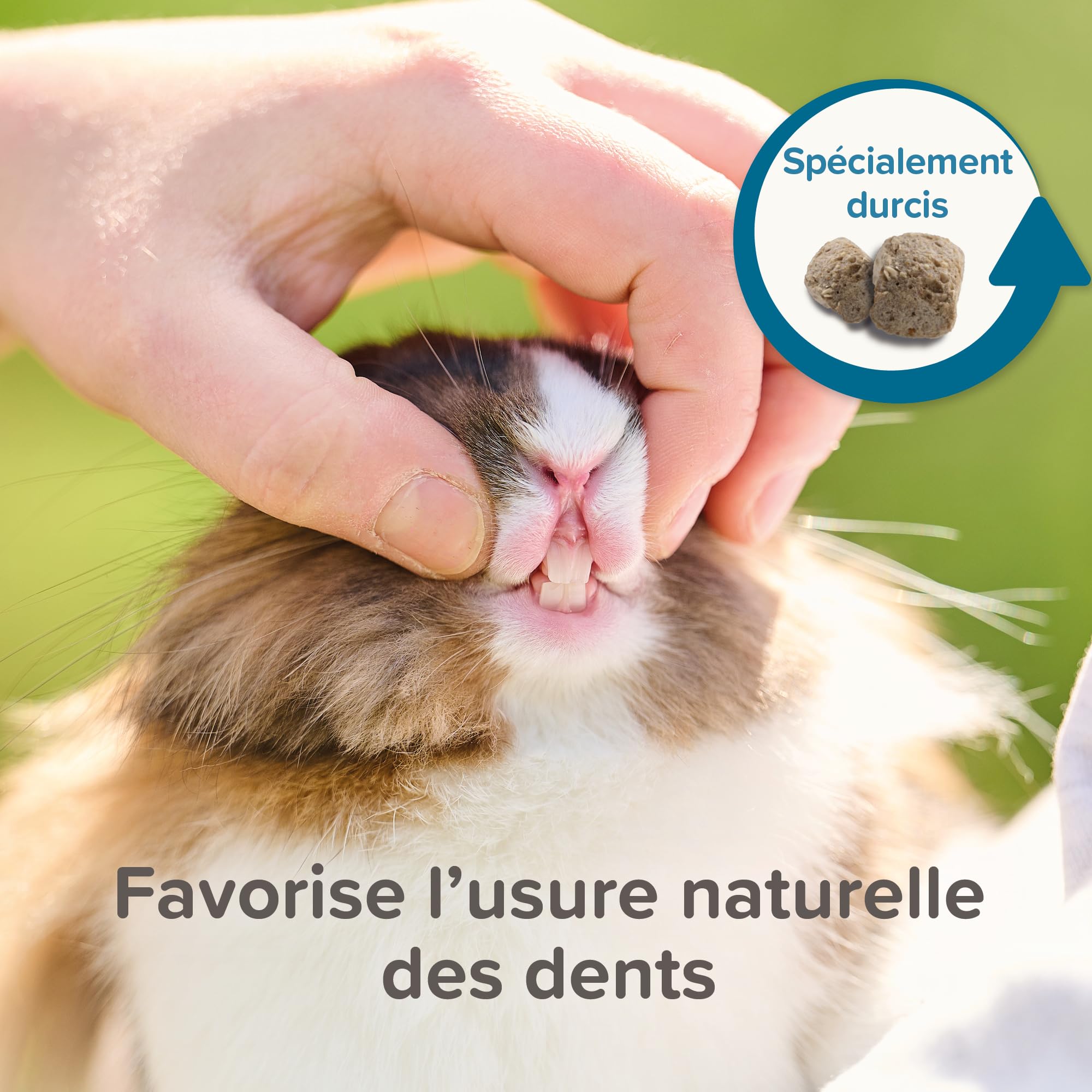 BEAPHAR – Care+ – Alimentation Super Premium extrudée pour Hamster – avec protéines animales – Haute digestibilité & Valeur énergétique – Usure Naturelle des Dents – sans sucres ajoutés – 700g