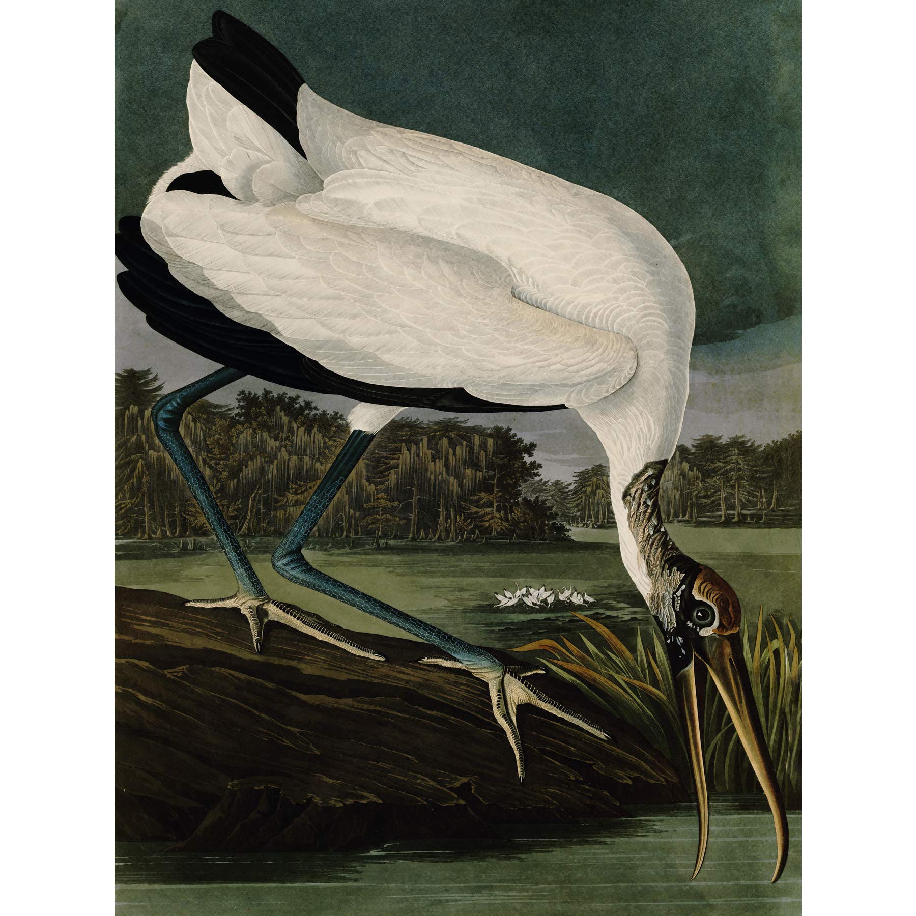 Artery8 Audubon Birds Wood Ibis Painting Large Wall Art Poster Print Thick Paper 18X24 Inch