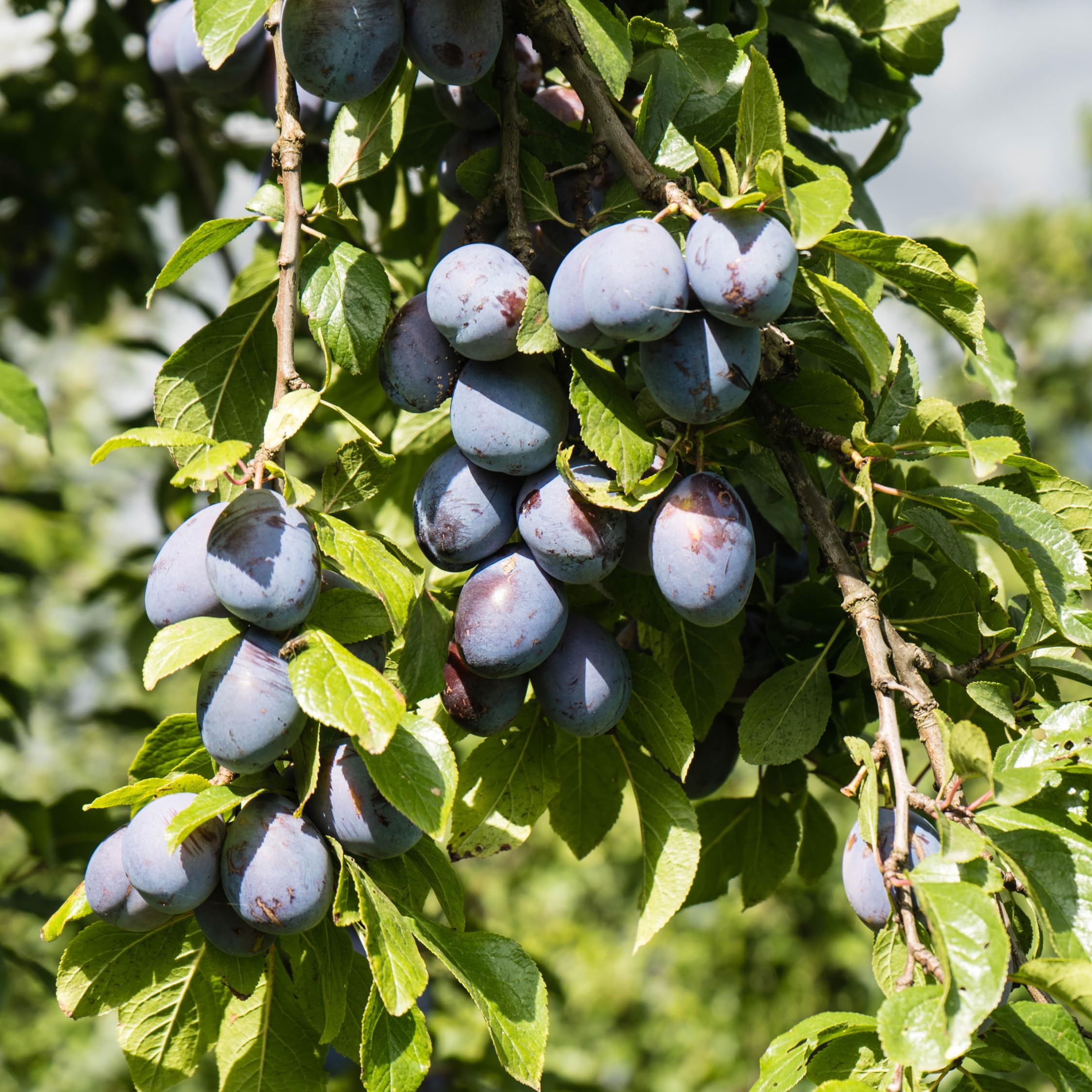 Plant in a Box - Obstbäume - 8er Set - Kirsch-, Birnen-, Apfel-, Pflaumenbaum - Höhe 60-70cm - Topf 9cm - Winterharte Obstbäume für Balkon & Garten – Blühend & ertragreich