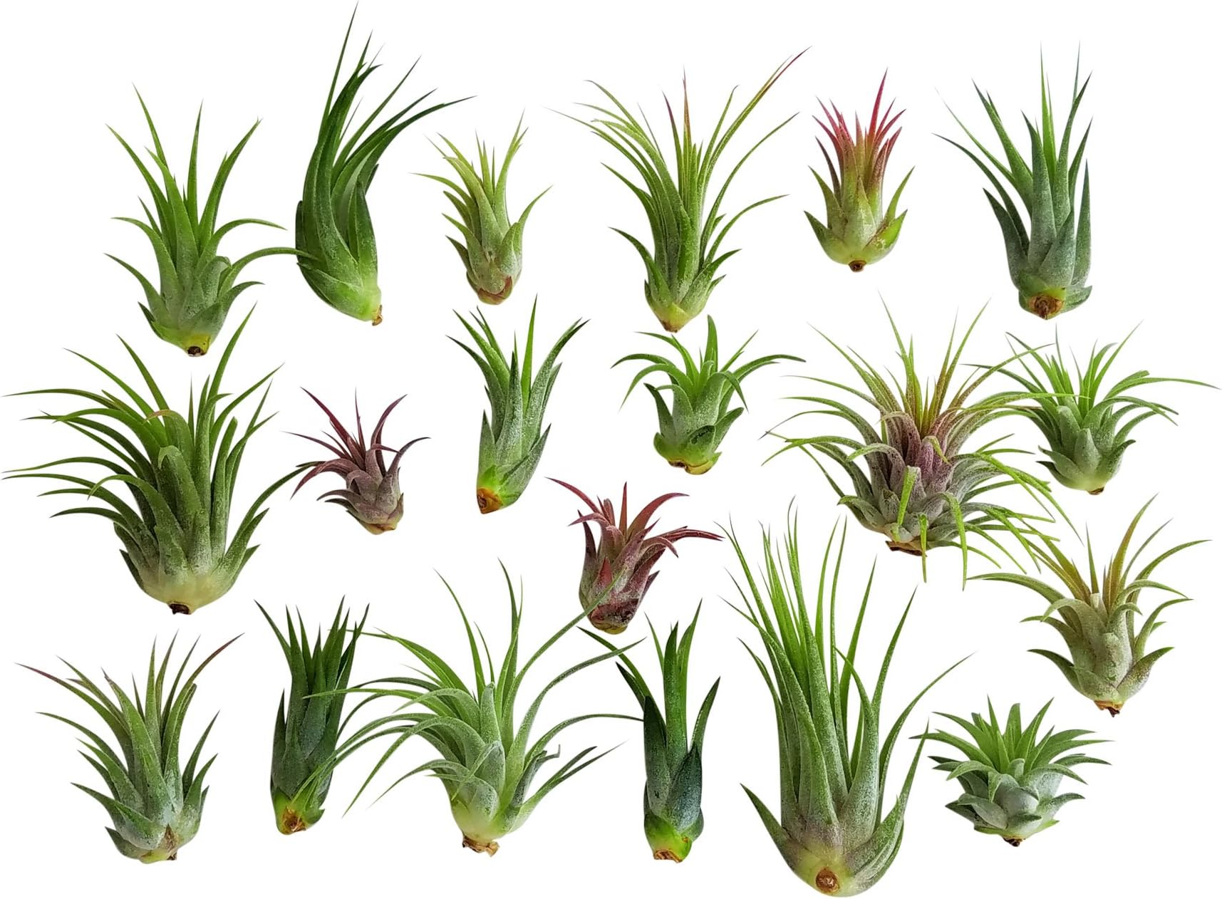 20 pc Air Plant Ionantha Tillandsia Lot - Wholesale Tillandsias - Live Tropical House Plants for Terrariums, Home Decor, Fairy Gardens