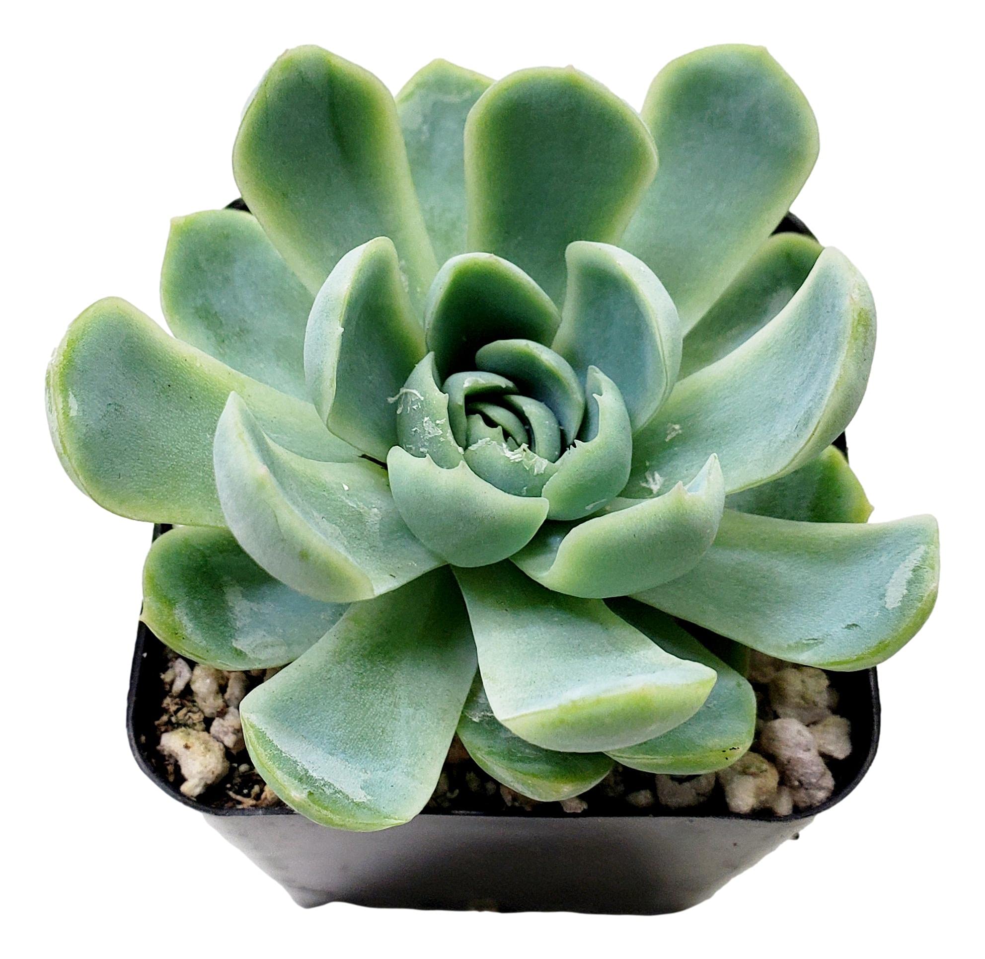 Fat Plants San Diego Echeveria Hybrid Elegans