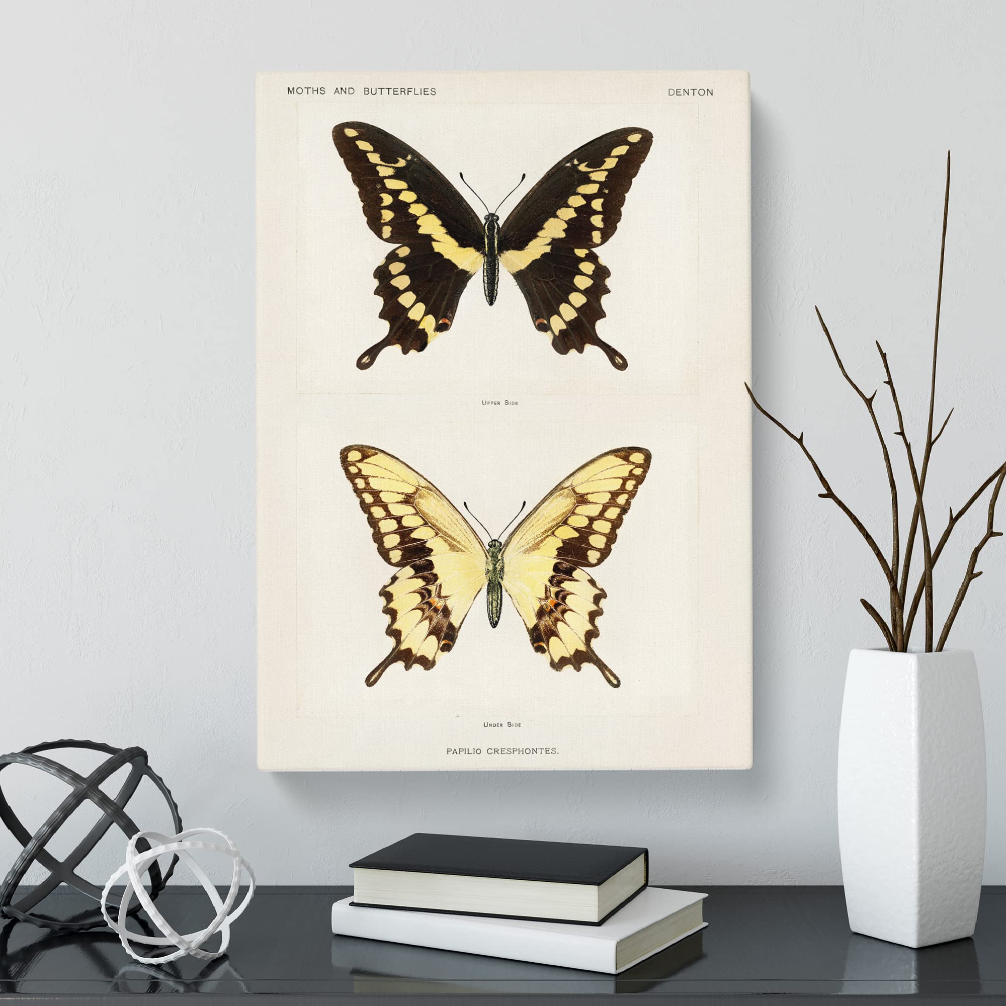 Giant Swallowtail Butterfly By S.F. Denton Canvas Print, Mixed, 25L x 50W cm - Image 3