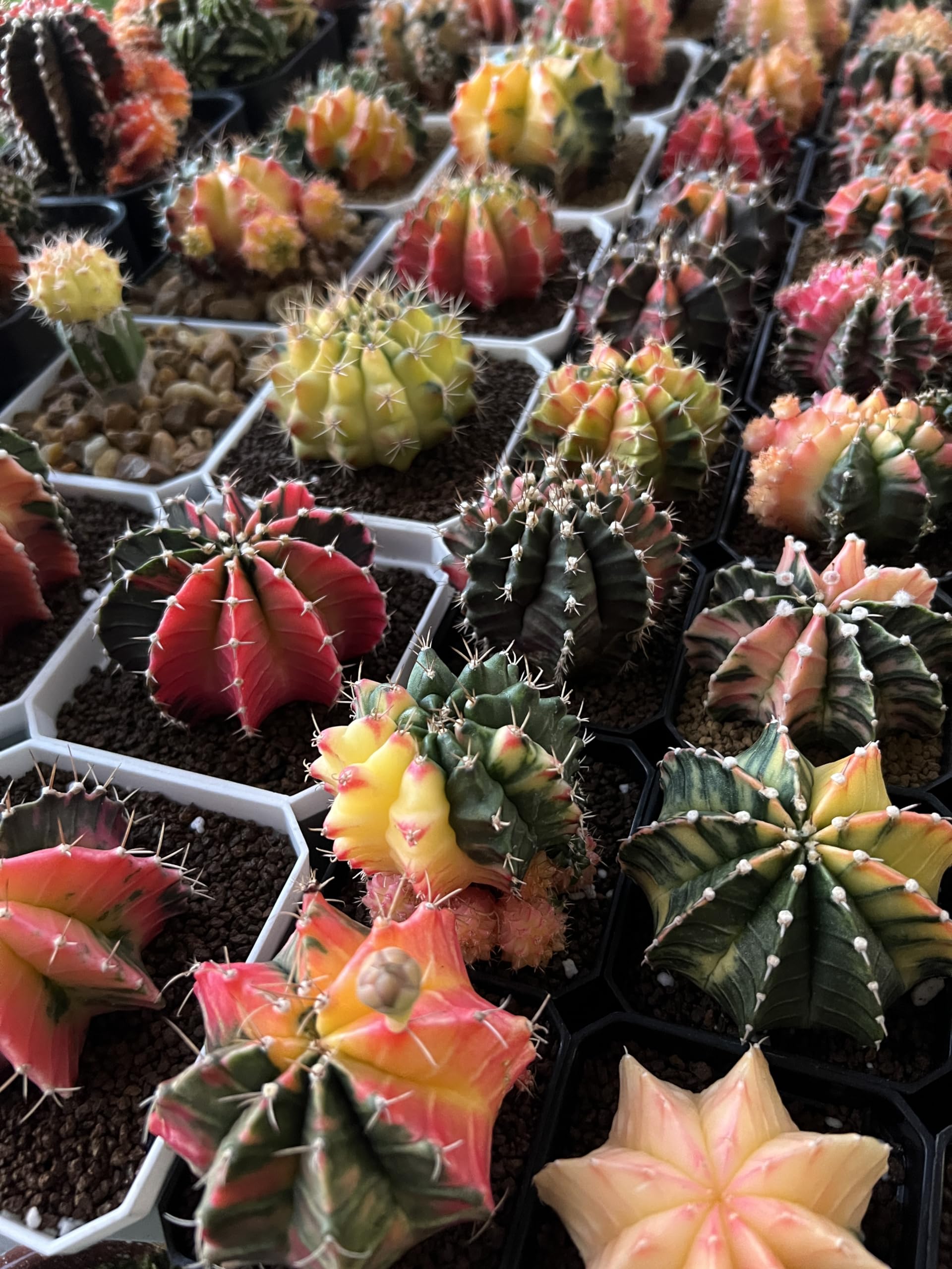 Amazon.com : Gymnocalycium Variegated Mihanovichii 'Hybrid' - Rare