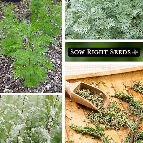 Miniatura 4 de Sow Right Seeds - Semillas de artemisa para plantar - Paquete de reliquia sin OMG con instrucciones para plantar un jardín de hierbas al aire libre
