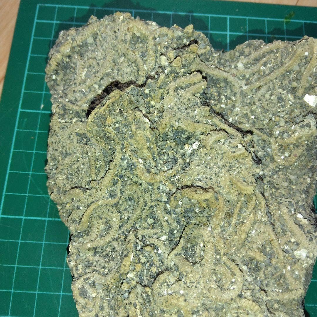 千葉県産　キタクシノハクモヒトデ　実体標本　立体標本 千葉県産 キタクシノハクモヒトデ 実体標本 立体標本 千葉県産