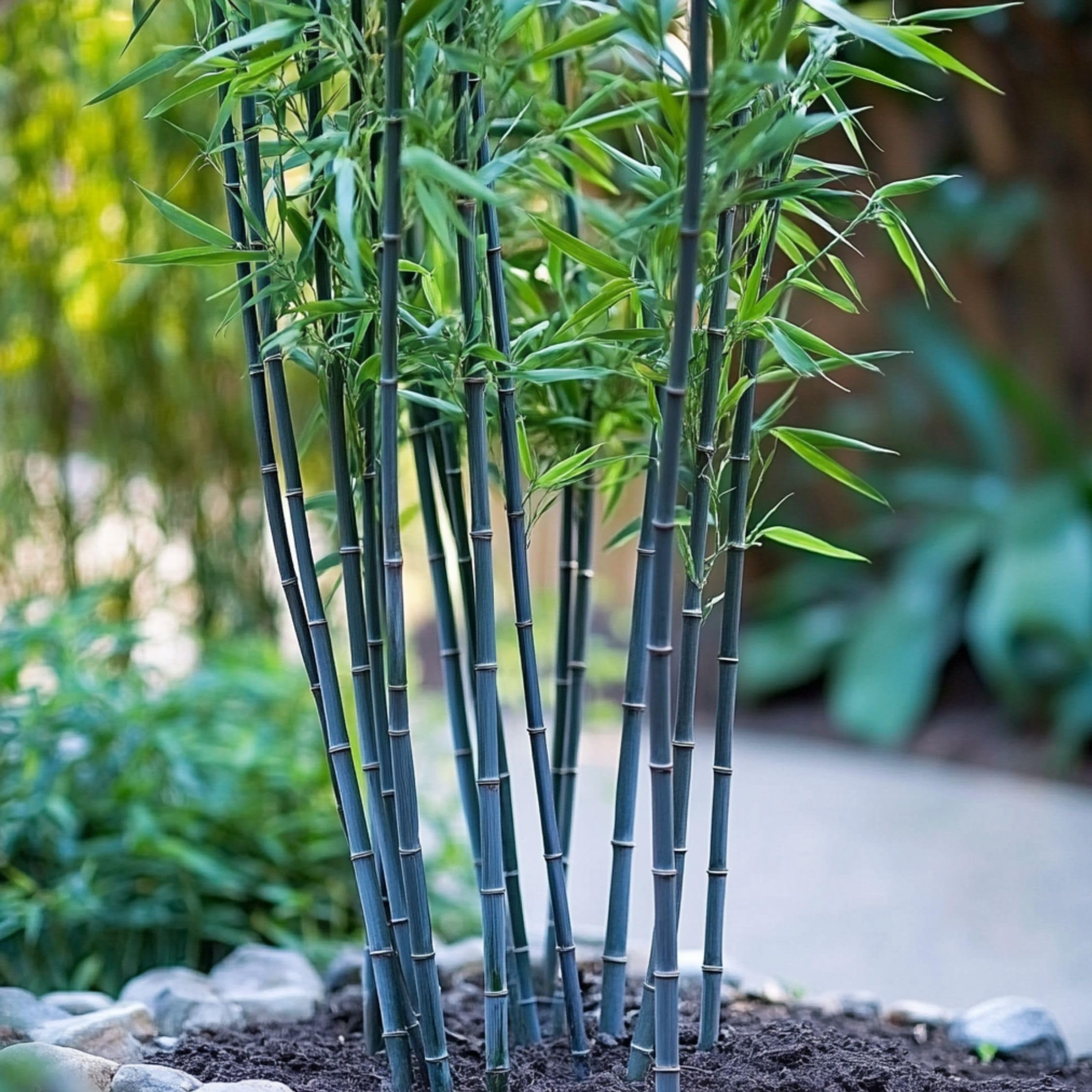 Fargesia papyrifera 'Blue Dragon' Bambou à papier Lot de 2 Pot 13cm Hauteur 30-40cm