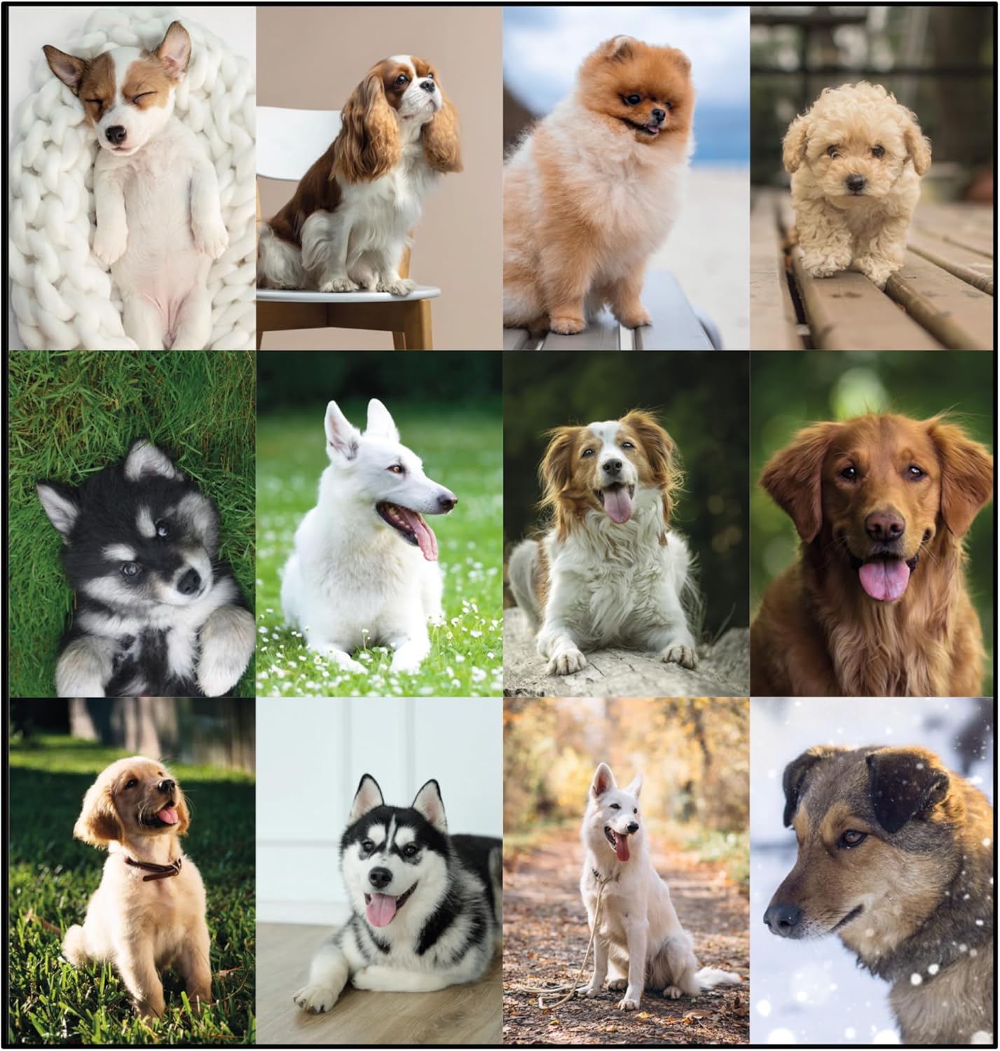 Blueline® 2025 Monthly Desk Pad Calendar, 12 Months, January to December, 22" x 17", Man's Best Friend (C194116-25)