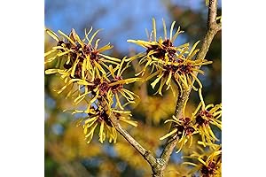 CHUXAY GARDEN Yellow Hamamelis Virginiana-Common Witch-Hazel, Witch-Hazel Seeds for Planting, American Witch-Hazel...