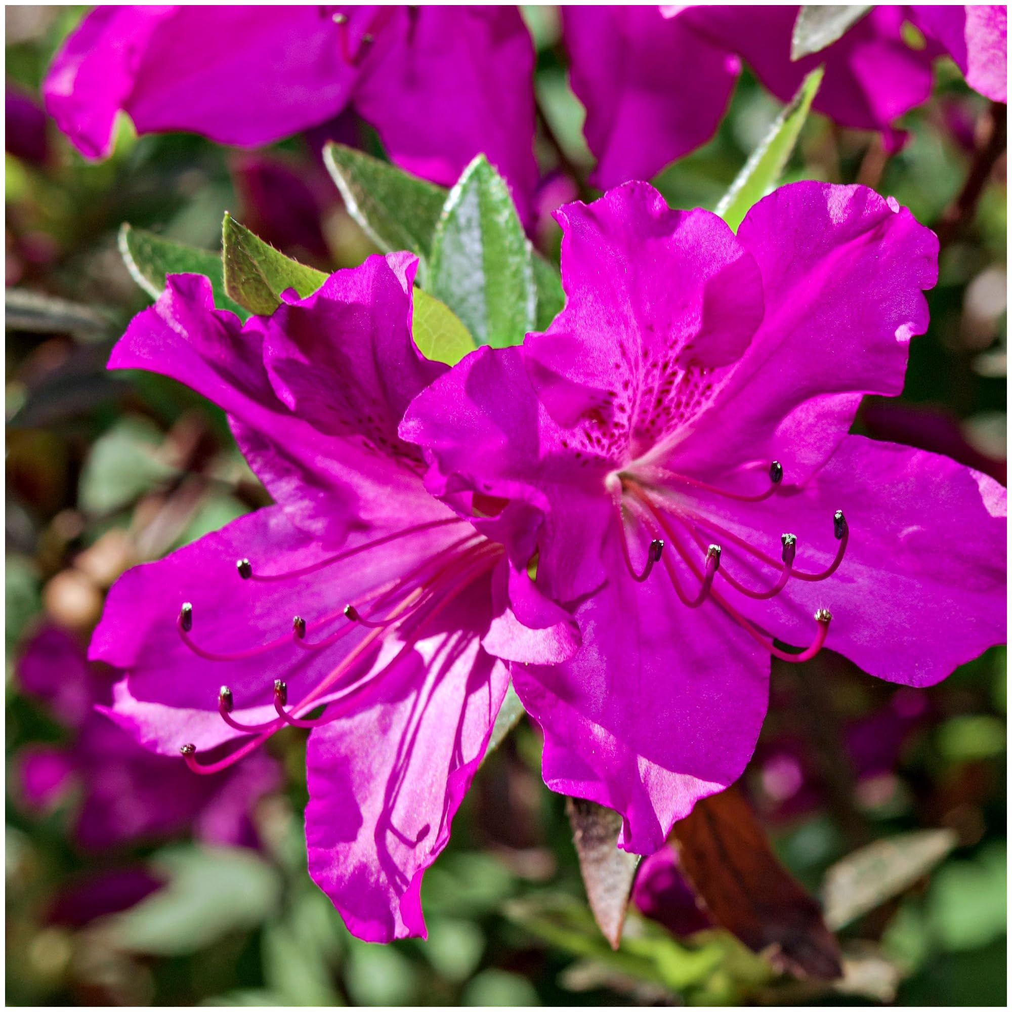 Azalea Rhododendron Blaue Donau, Blue Danube, Bushy Potted Plant, Velvety Pink Purple Flowers, 3fatpigs®