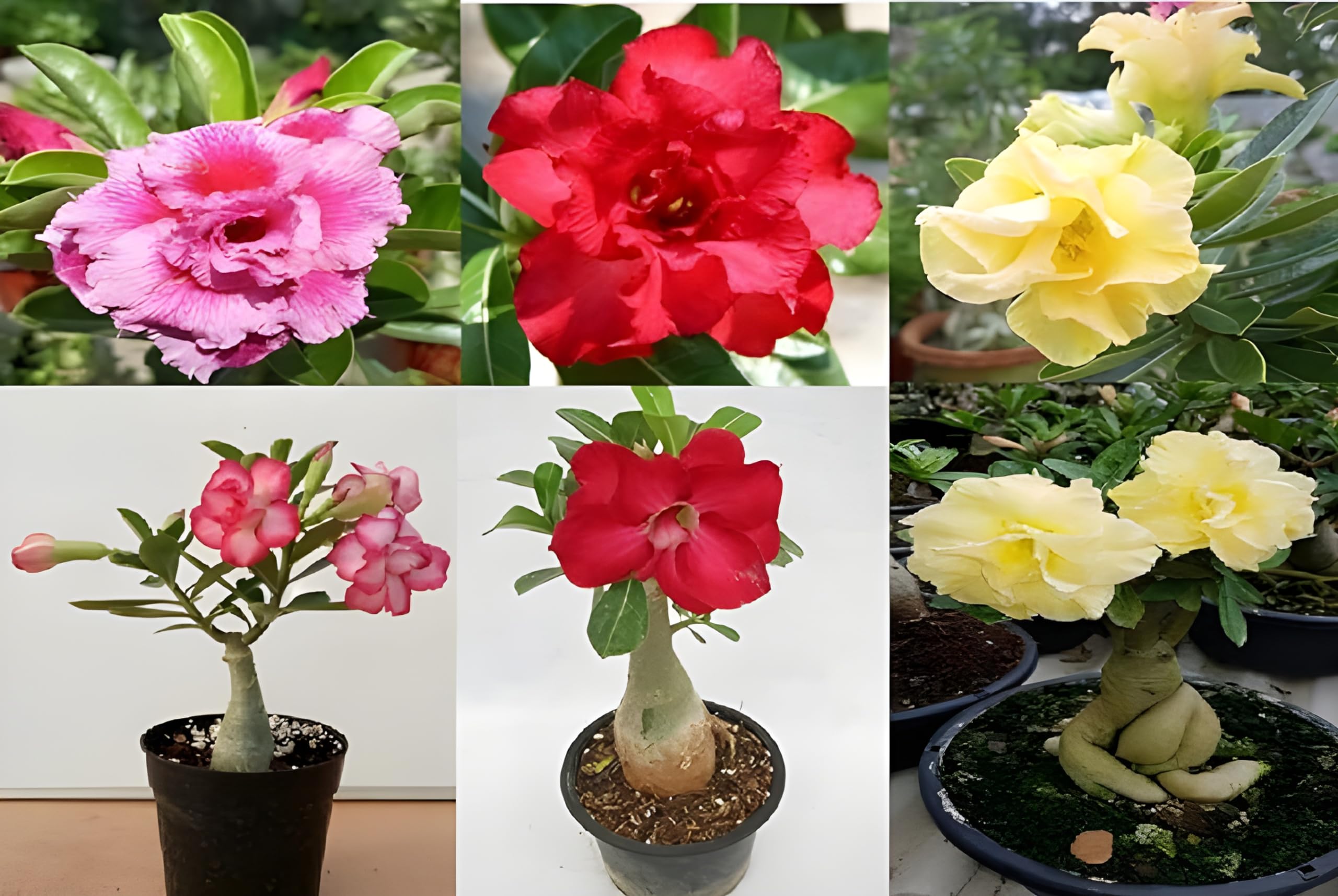 Green view "Combo Bonsa Desert RoseAdenium Yellow,Pink,Red Flower Plant "Hybrid Live Decorative- 3 Healthy Live flower Plantwell rooted covered with cocopeat in Nursery Grow Bag for Home Garden (B0C4DYQW9B) Amazon Price History, Amazon Price Tracker