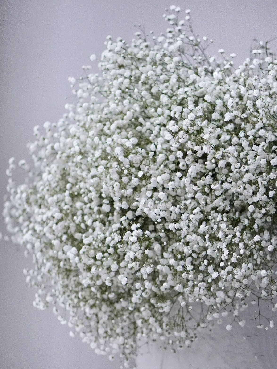 Amazon.com : 10 Stems Fresh White Gypsophila Flowers Can Be Stored