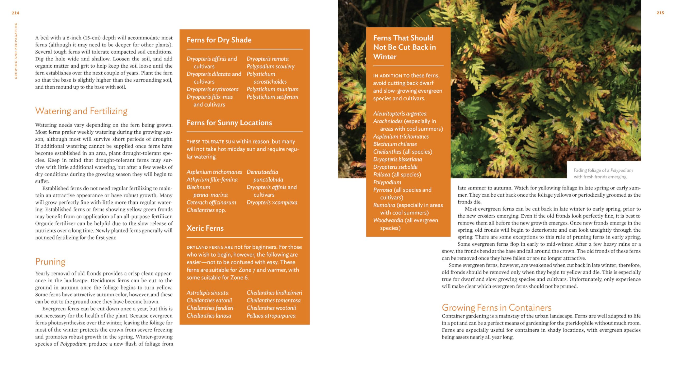 The Plant Lover's Guide to Ferns
