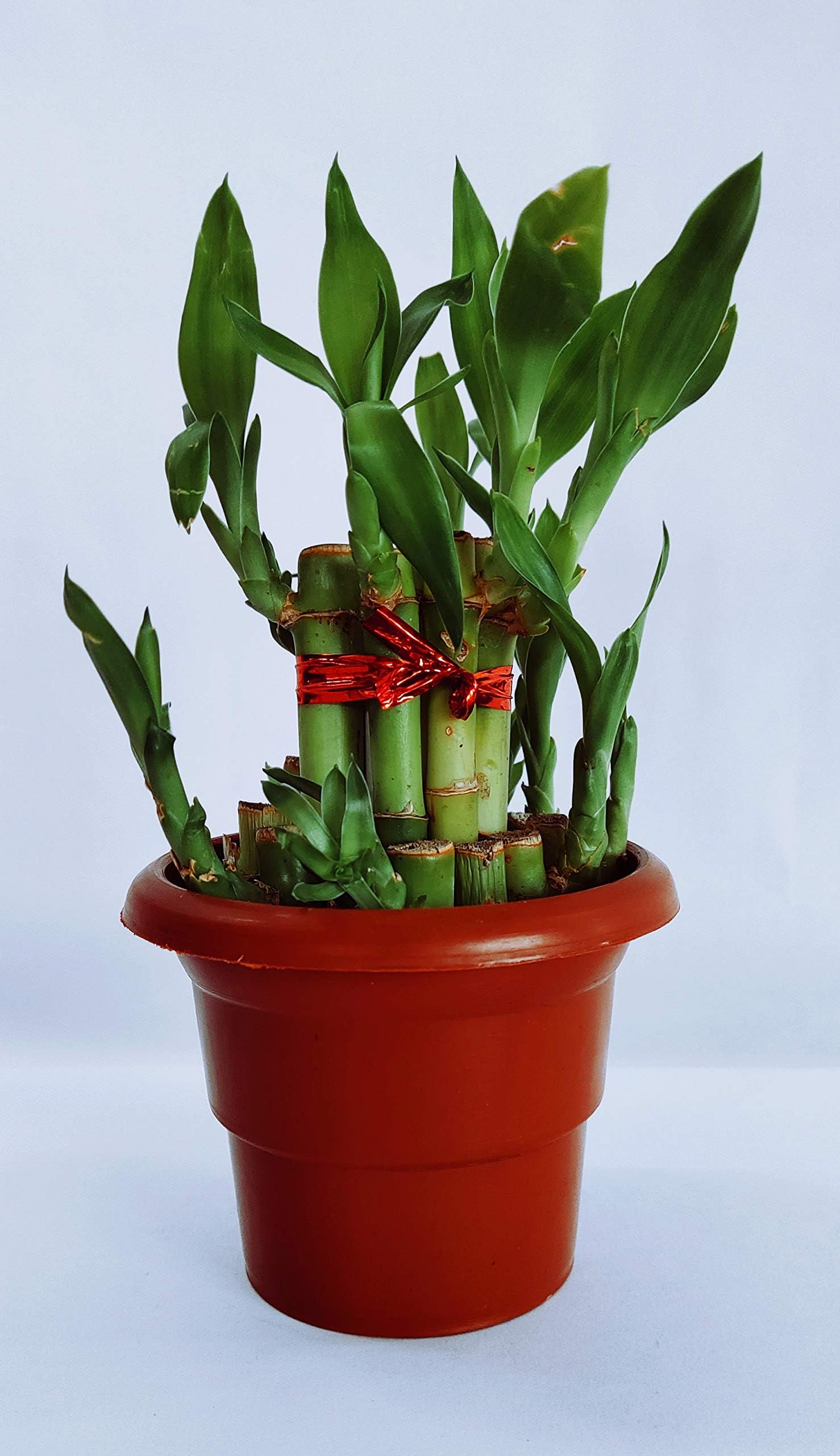 The Bonsai Plants -2 Layer Lucky Real Live Bamboo Plant With Pot With Glass Pot For Home"