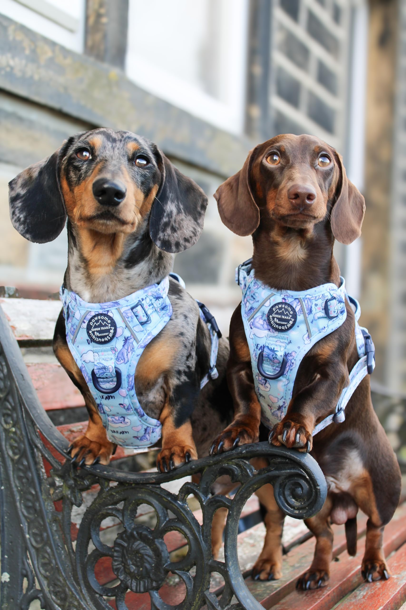 Pawsome Paws Boutique Eeyore - Arnés para Perro Grande Tough Trails – Arnés Ajustable con diseño de Disney sin tirones con Ribete Reflectante y Hebilla Resistente