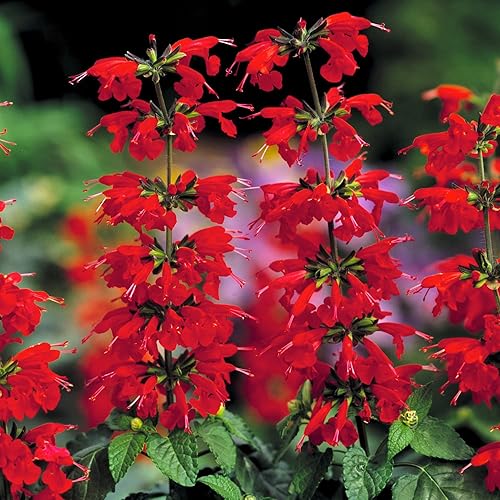 CHUXAY GARDEN 50 semillas de Salvia Coccinea 'Lady in Red', salvia escarlata, salvia de Texas, salvia colibrí, llamativa planta de paisajismo