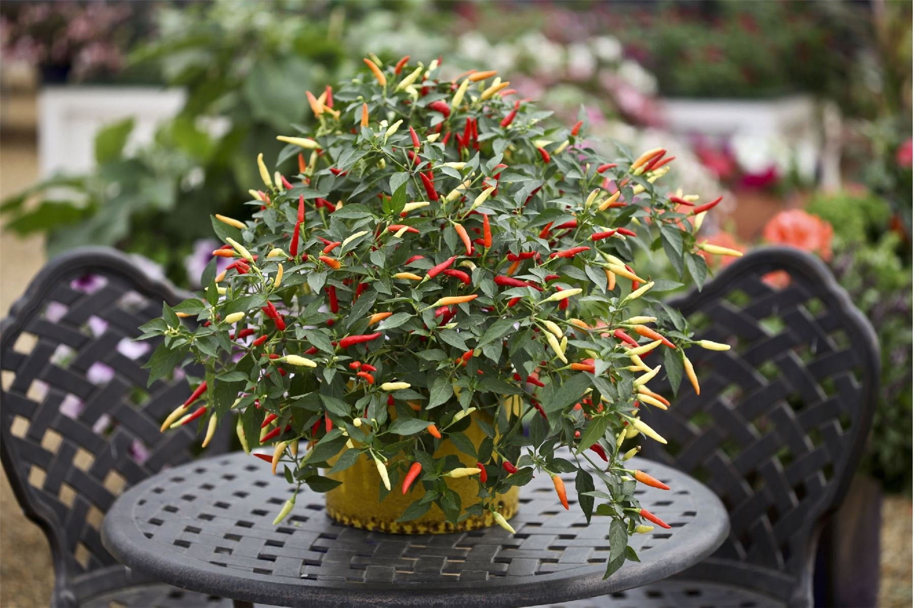 Just Seed - Vegetable - Capsicum - Chili Chilli Pepper - Basket of Fire - 50 Seeds