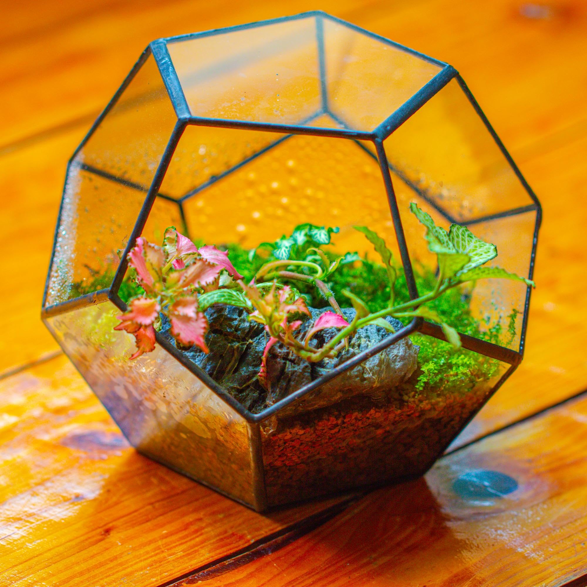 NCYP Noire Géométrique Terrarium en Forme de dodécaèdre et plaques Transparent de Verre pentagonales pour Plante (Pas de Plantes)