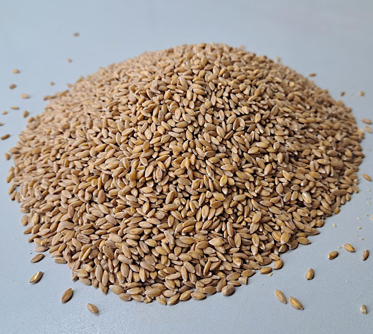 Mühlen Einkornkörner 5kg ganzes Korn gereinigt, frisch aus der Rätze- Mühle in bester Qualität Einkornkerne