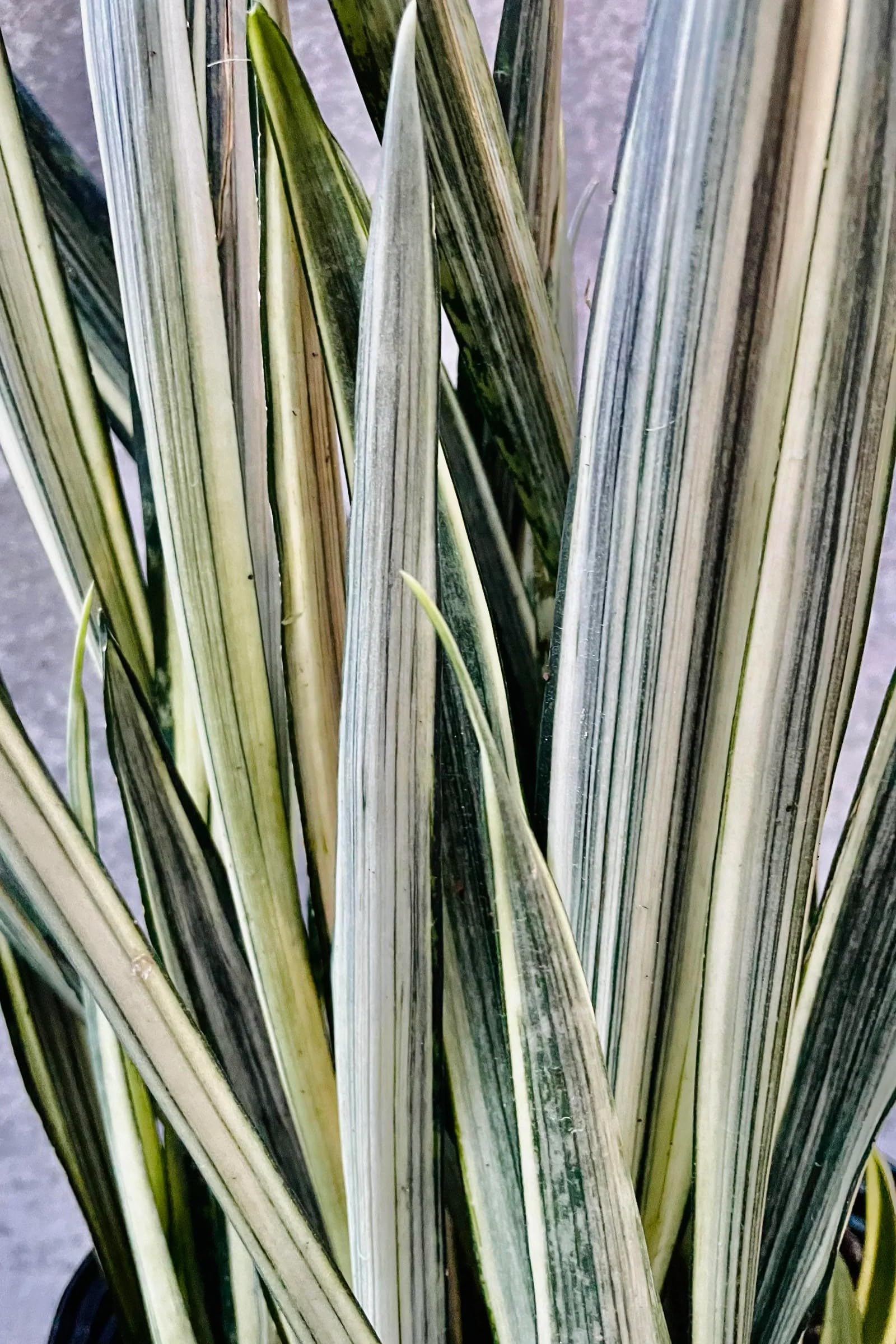 White Snake Plant Live Indoor Succulent - Sansevieria Moonshine Rare Silver Leaves in Durable Black Plastic Pot | Hardy Natural Air Purifier Home Decor-image-48
